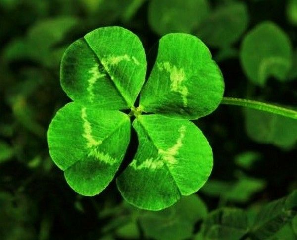Spies clovers capture best adult free pictures