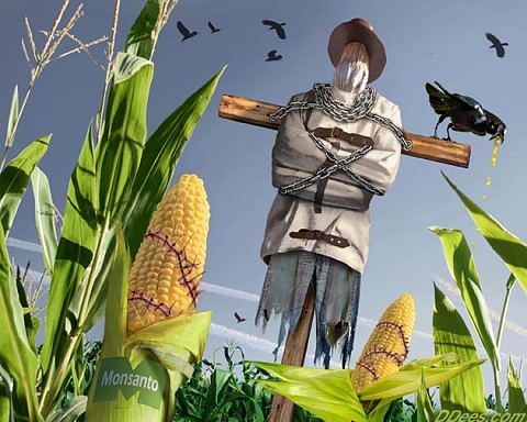 8 април: Ден против заплахата от ГМО - алергии, токсини в черния дроб