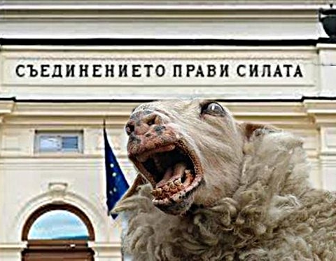 Овцеляване