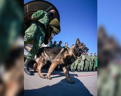 Куче – спасител издъхна в Турция