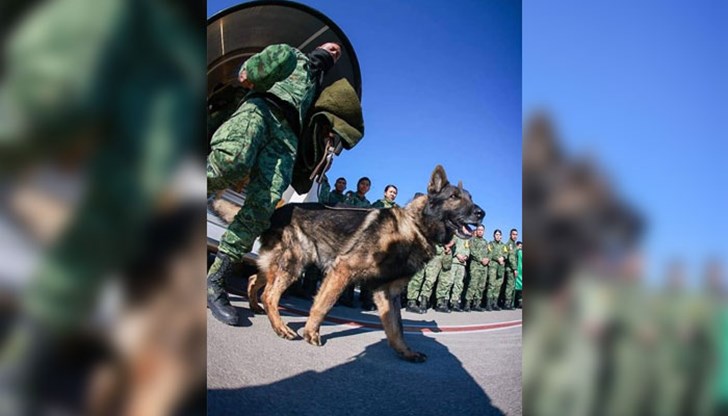 Куче – спасител издъхна в Турция
